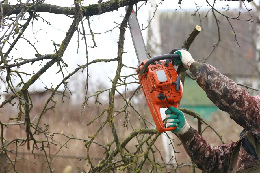Excellent Tree Trimming Services Lago Vista, TX Excellent Tree Trimming Services Lago Vista, TX