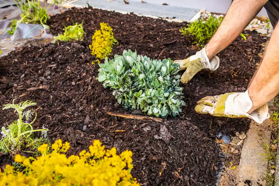 Experienced Mulching Lago Vista, TX