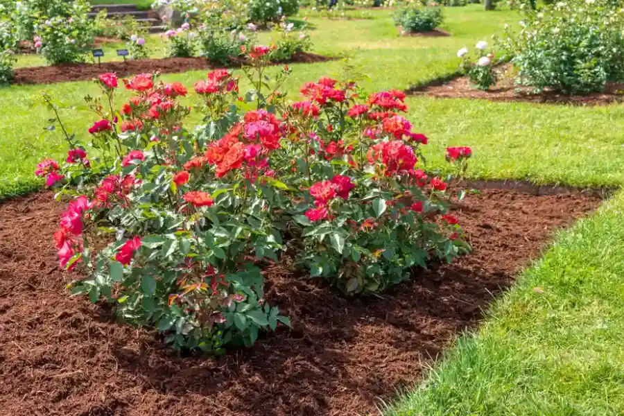How Mulch Protects Plants During Extreme Weather Conditions in Lago Vista, TX