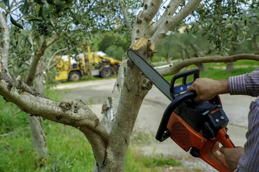 How Regular Tree Maintenance Prevents Property Damage Lago Vista, TX