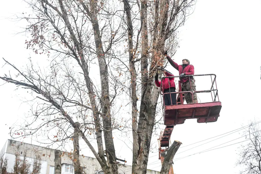 How Regular Tree Maintenance Prevents Property Damage in Lago Vista, TX