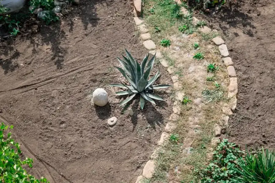 How To Choose Plants For Landscape Installation Success Lago Vista, TX
