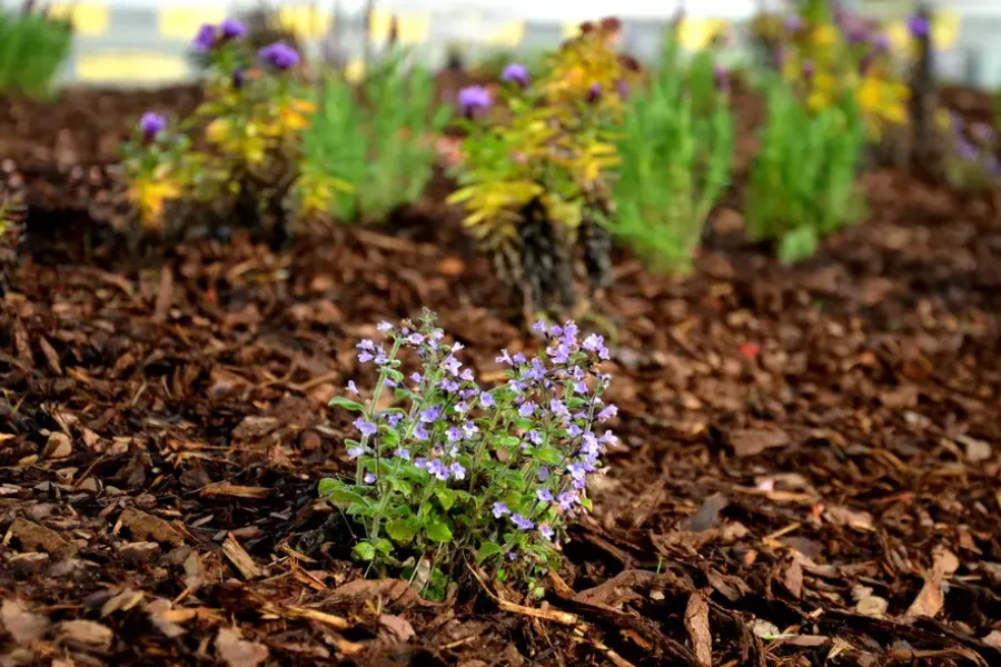 How To Prevent Mulch From Decomposing Too Quickly Lago Vista, TX How To Prevent Mulch From Decomposing Too Quickly Lago Vista, TX