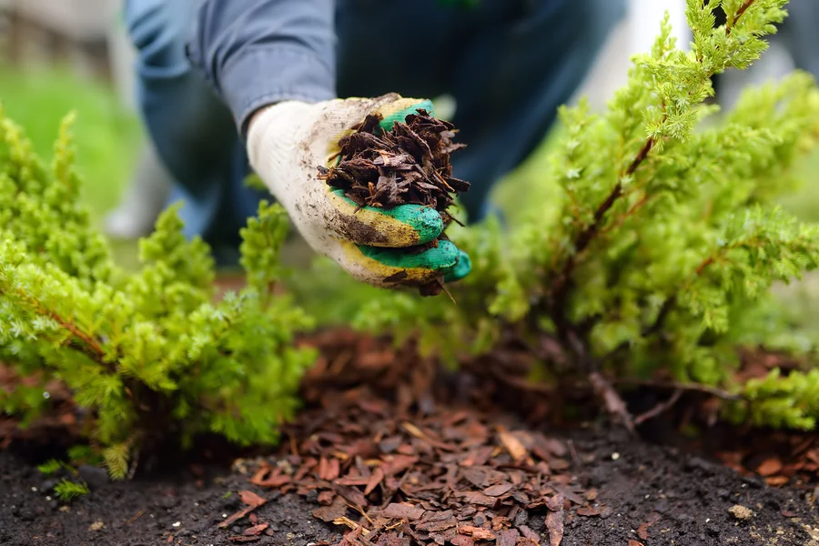 How To Prevent Mulch From Decomposing Too Quickly in Lago Vista, TX How To Prevent Mulch From Decomposing Too Quickly in Lago Vista, TX