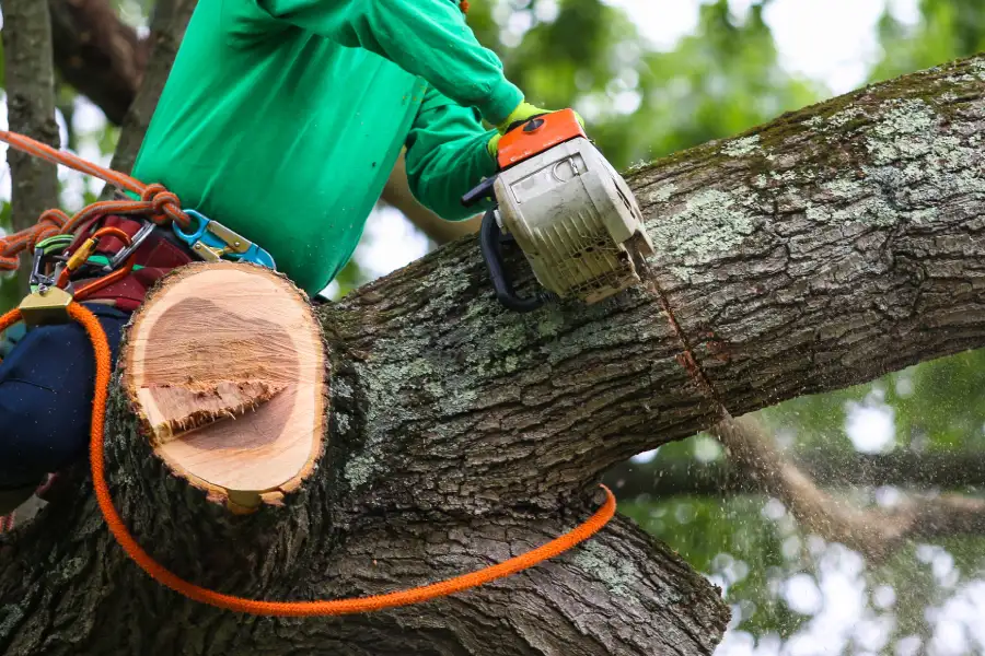 Reliable Tree Trimming Services Lago Vista, TX Reliable Tree Trimming Services Lago Vista, TX