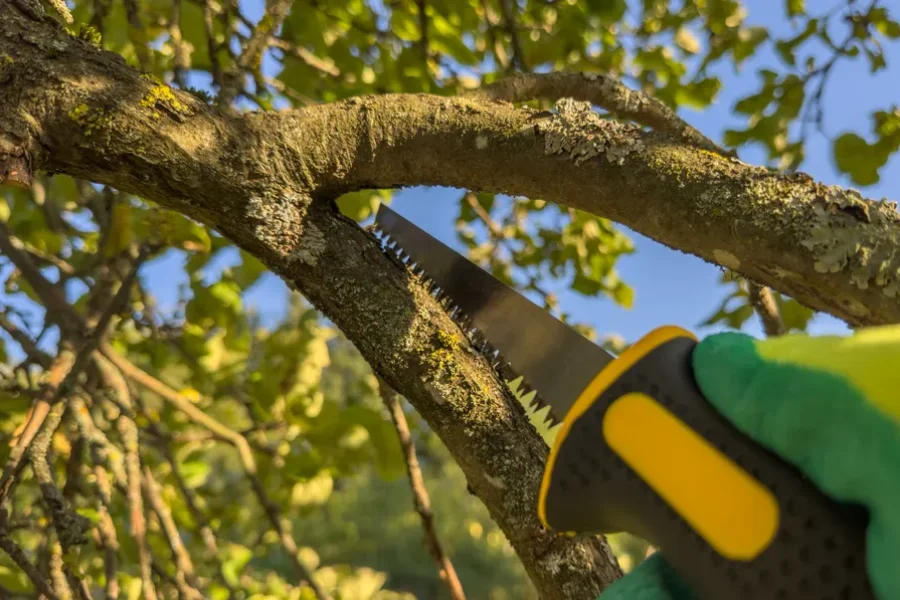 Reputable Tree Trimming Services Lago Vista, TX Reputable Tree Trimming Services Lago Vista, TX