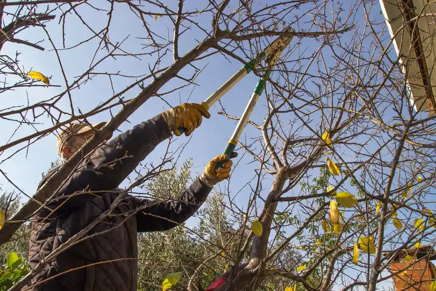 What To Expect From A Professional Tree Trimming Visit Lago Vista, TX