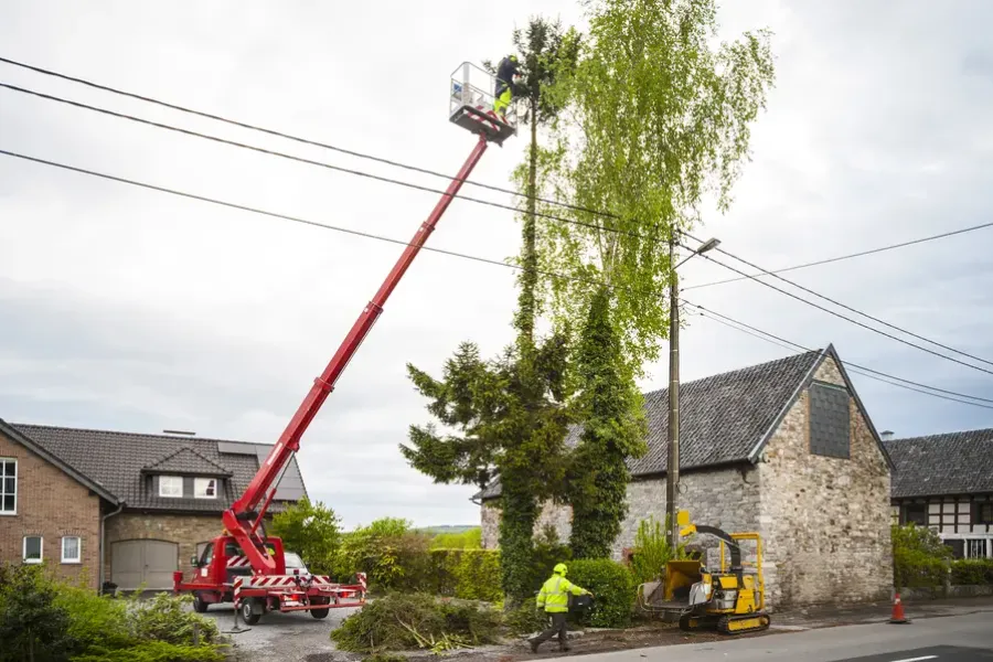 What To Expect From A Professional Tree Trimming Visit in Lago Vista, TX